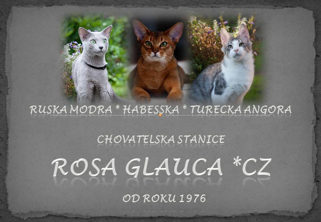 Ruska modra, Habesska a Turecka Angora chovatelska stanice Rosa Glauca