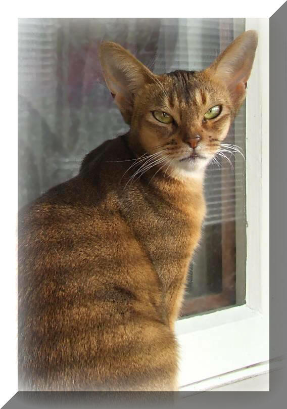 Abessinier Katze