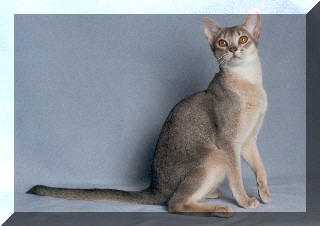 Habesska modra Cafrinka