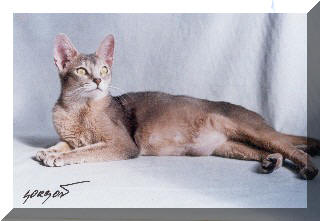 Habesska modra Isabeau