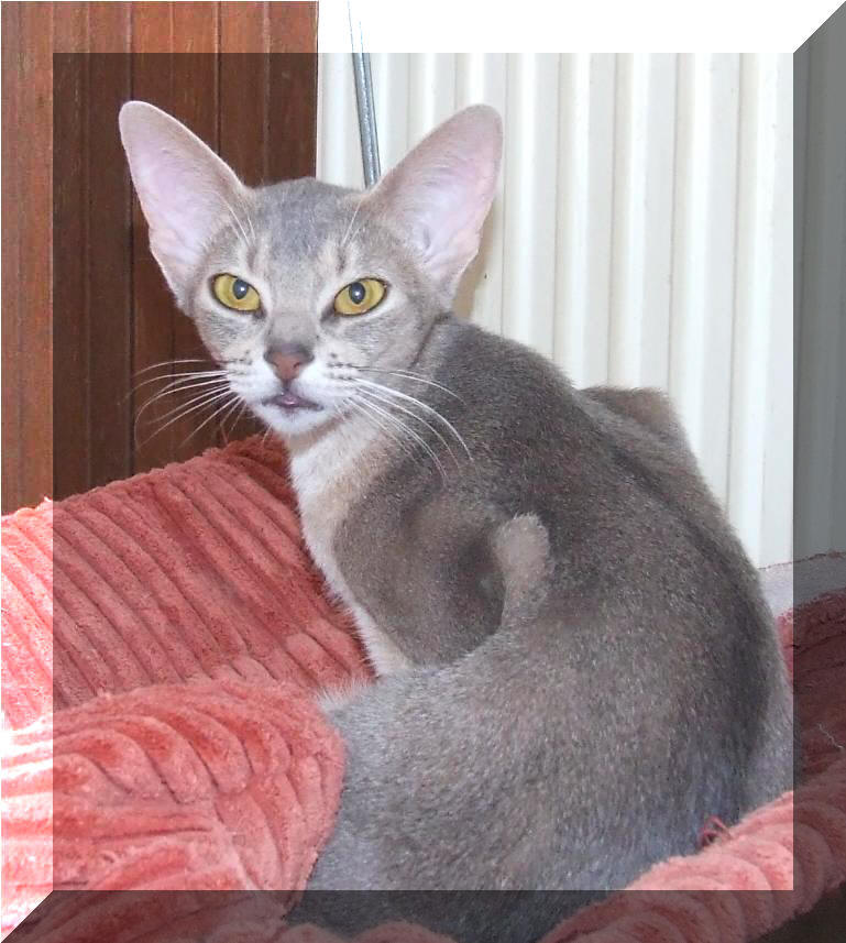 Habesska kocka
