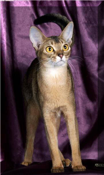 Habesska Pippa