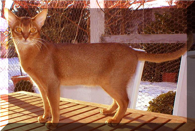 Habesska