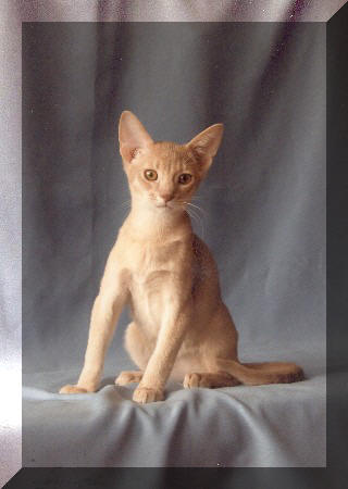 Habesska plava (fawn)