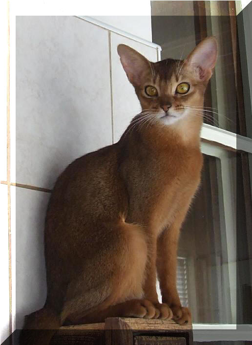 Habesska kocka