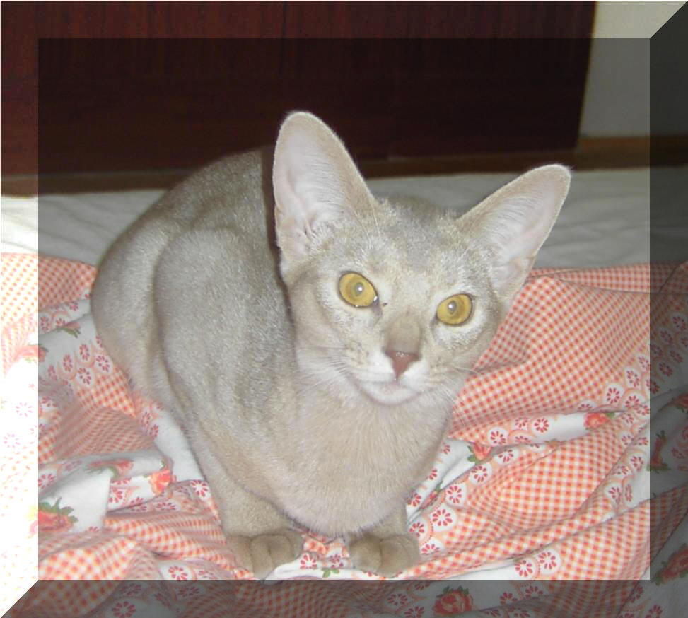 Habesska plava fawn