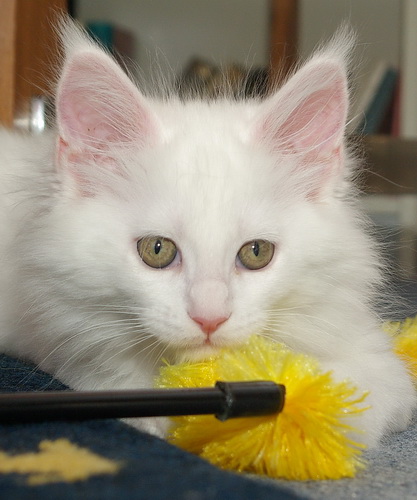 Mainska myvali / Maine Coon