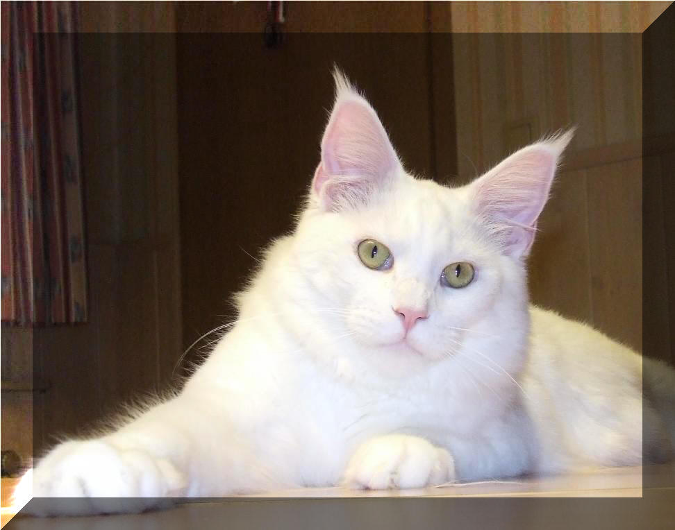 Mainska myvali / Maine Coon Steini