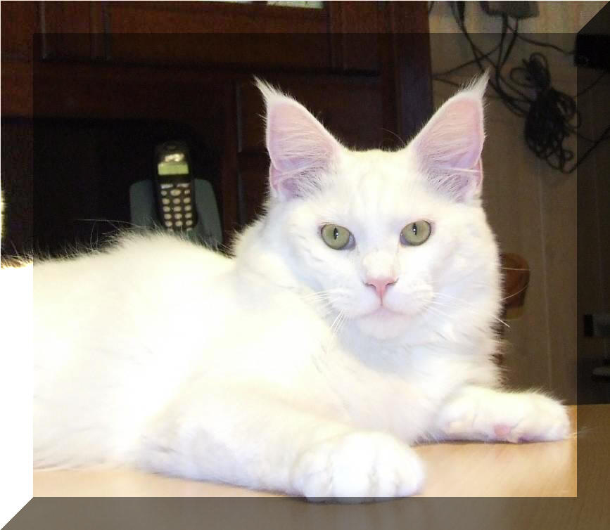 Mainska myvali / Maine Coon - kocour / boy