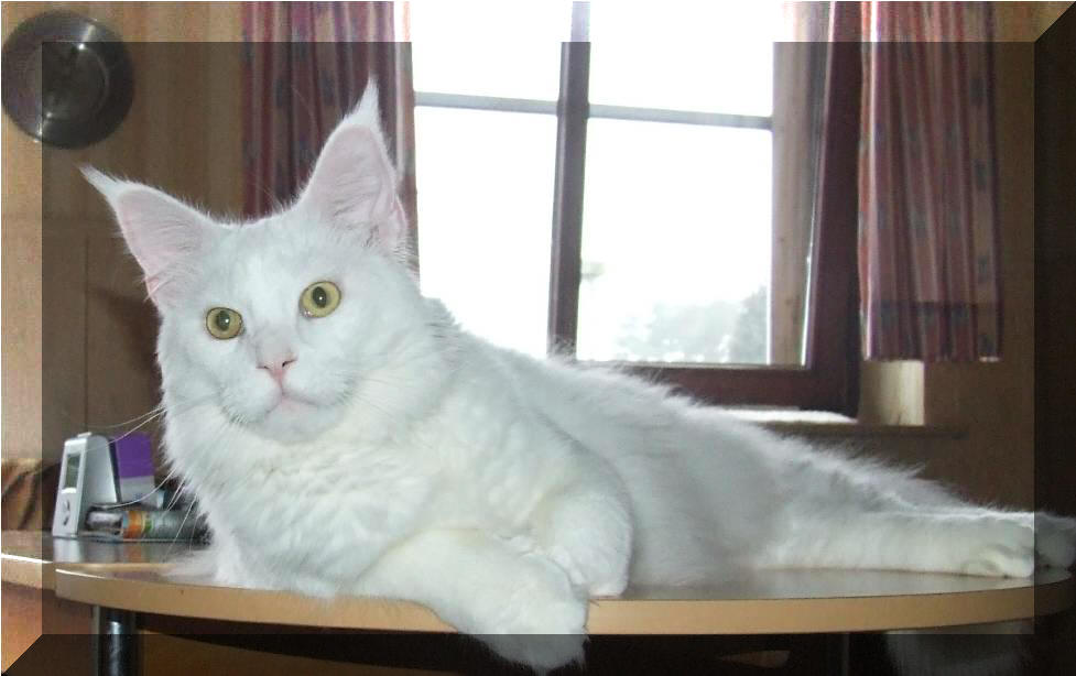 Mainska myvali / Maine Coon - Steini 12 mesicu