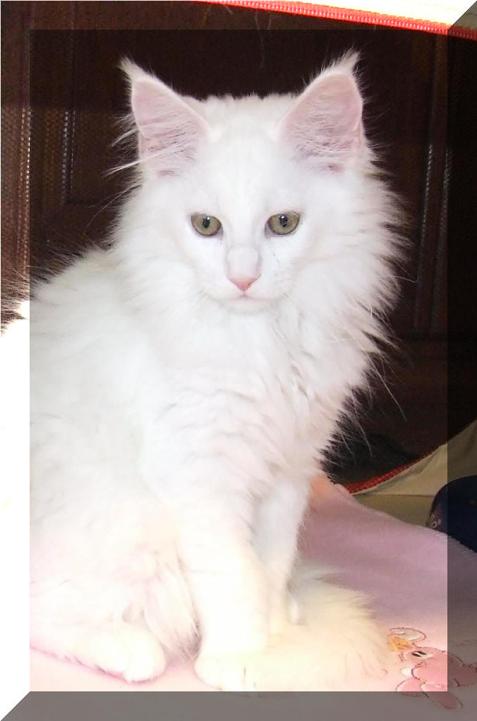 Mainska myvali / Maine Coon