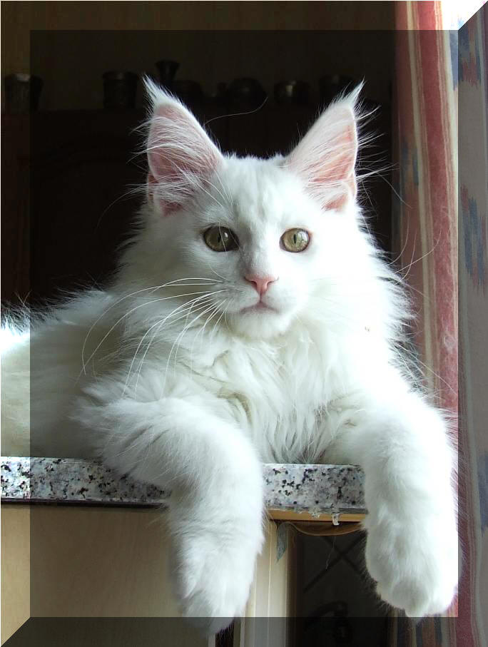 Mainska myvali /  Maine Coon 