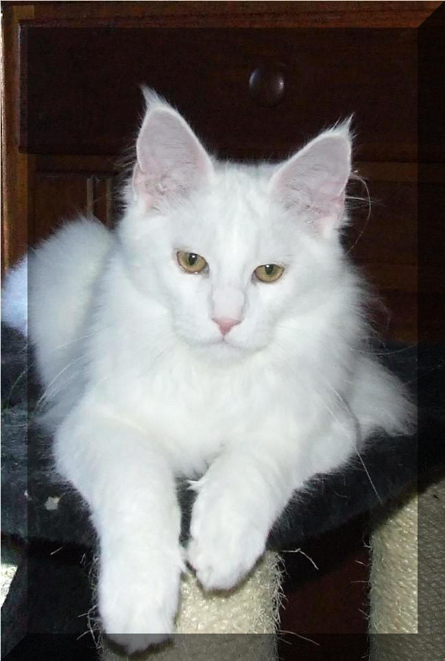Mainska myvali (Maine Coon) kocourek - 4 mesice