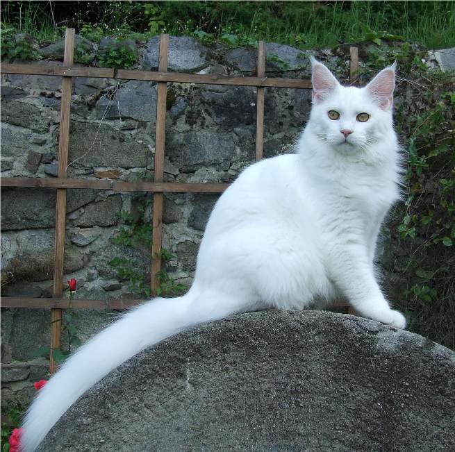 Mainska myvali / Maine Coon - 6 mesicu