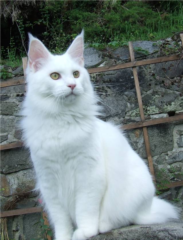 Mainska myvali / Maine Coon