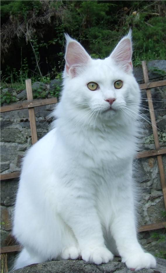 Mainska myvali / Maine Coon - kocourek 6 mesicu