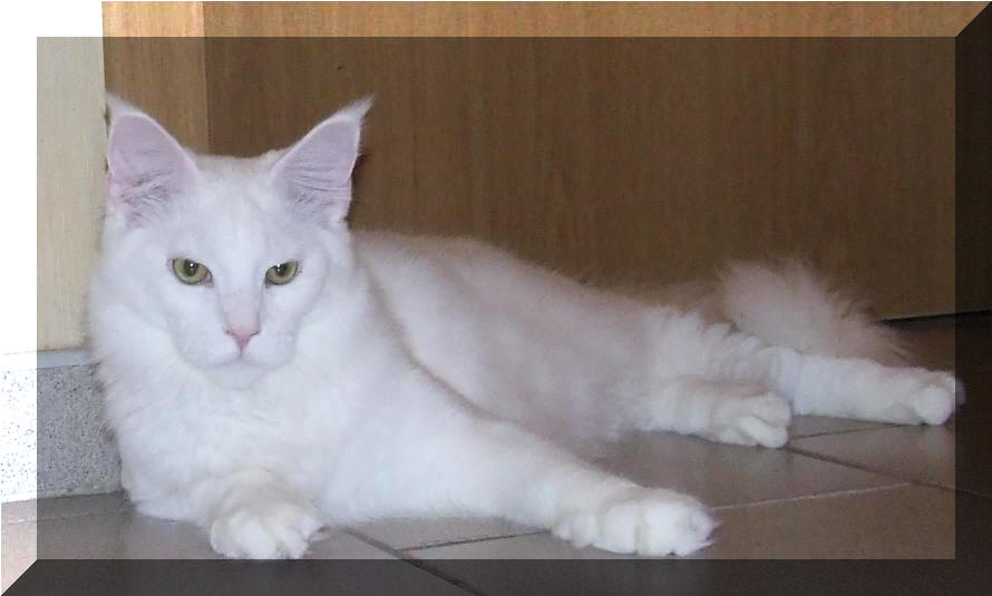 Mainska myvali / Maine Coon Steini 9 months