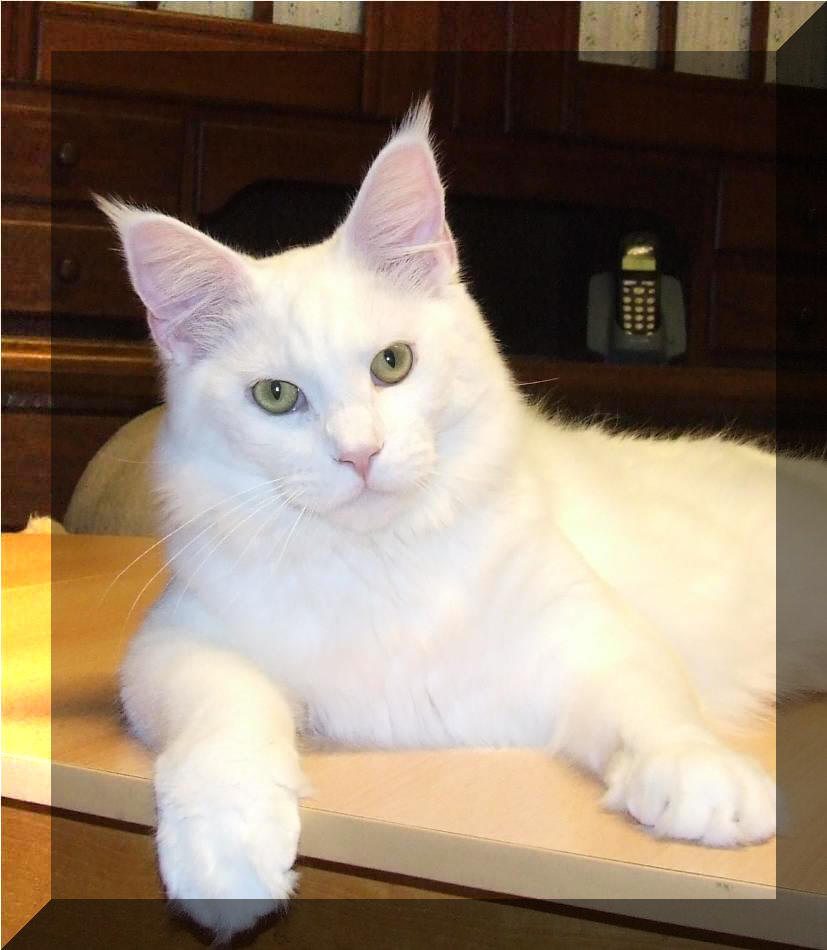 Mainska myvali / Maine Coon - bila / white Einstein