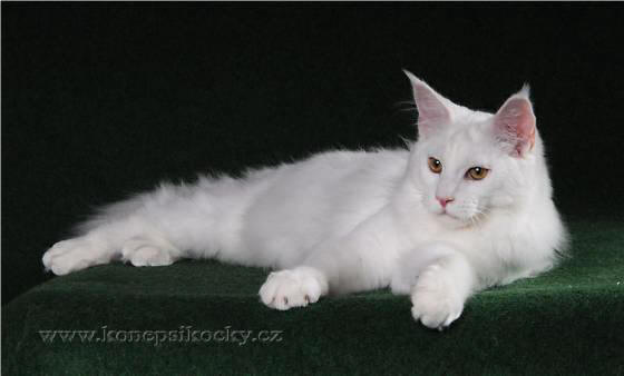 Mainska myvali / Maine Coon kocour
