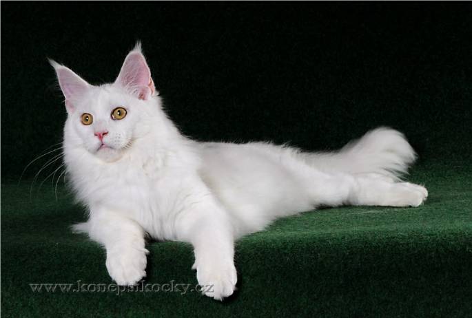 Mainska myvali / Maine Coon kocourek Steini