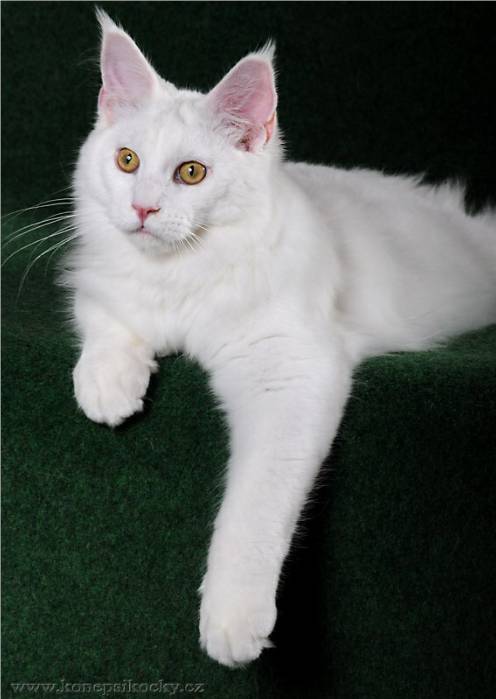 Mainska myvali / Maine Coon Steini