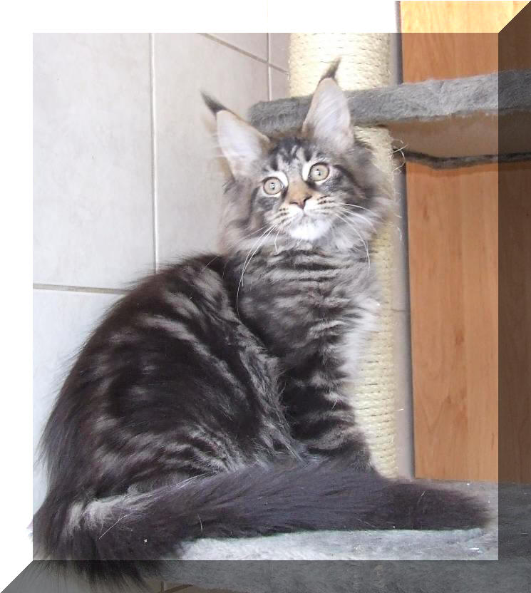 Maine Coon / Mainska myvali