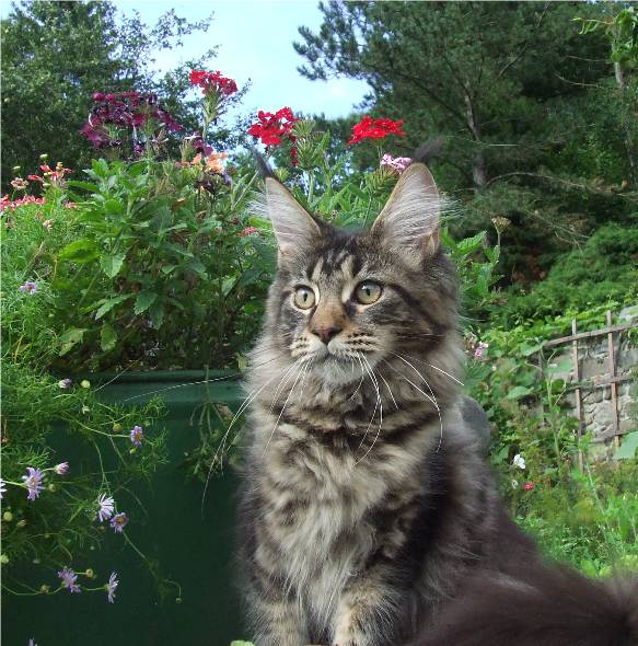 Mainska myvali / Maine Coon kocka