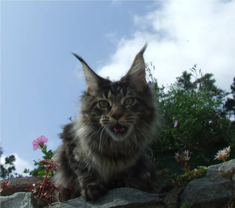 Maine Coon kocka