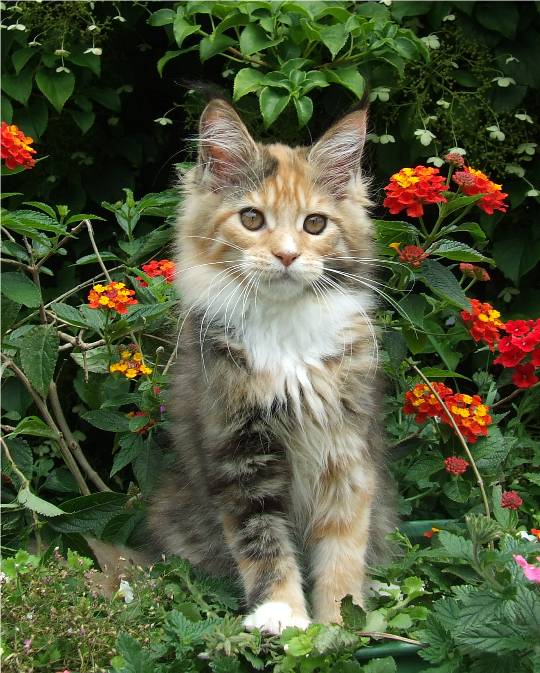Mainska myvali / Maine Coon kocicka - 12 tydnu