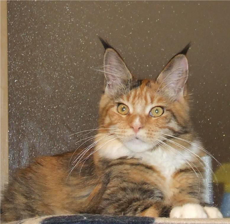 Mainska myvali / Maine Coon Tricky 5 mesicu