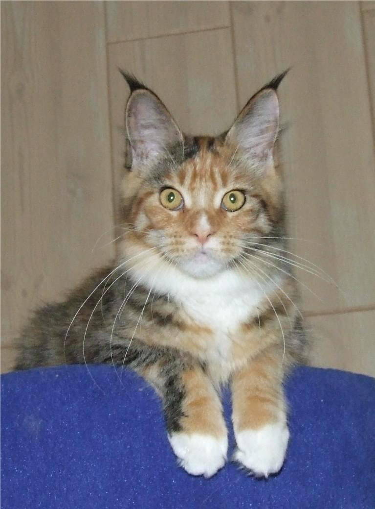 Mainska myvali (Maine Coon) Tricky 5 mesicu