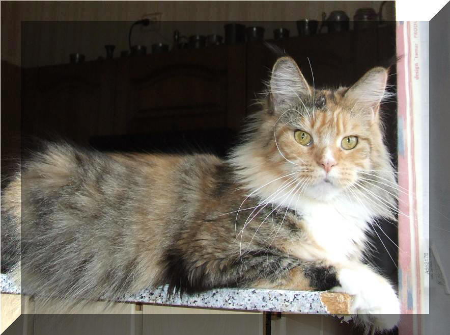 Mainska myvali / maine Coon Tricky 21 mesicu