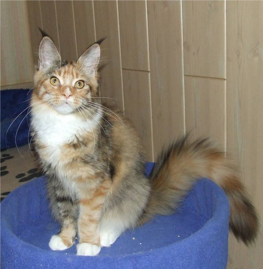 Mainska myvali / Maine Coon Tricky 5 mesicu