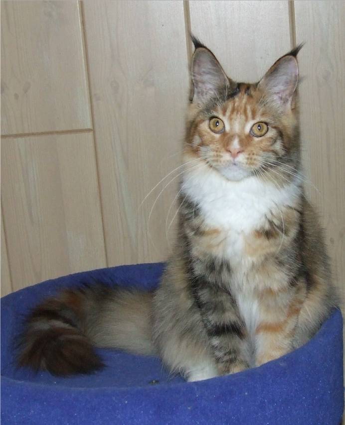 Mainska myvali (Maine Coon) Tricky 5 mesicu