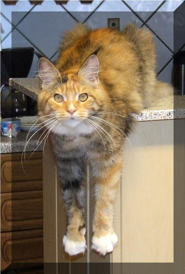 Mainska myvali / Maine Coon Tricky 6,5 mesicu