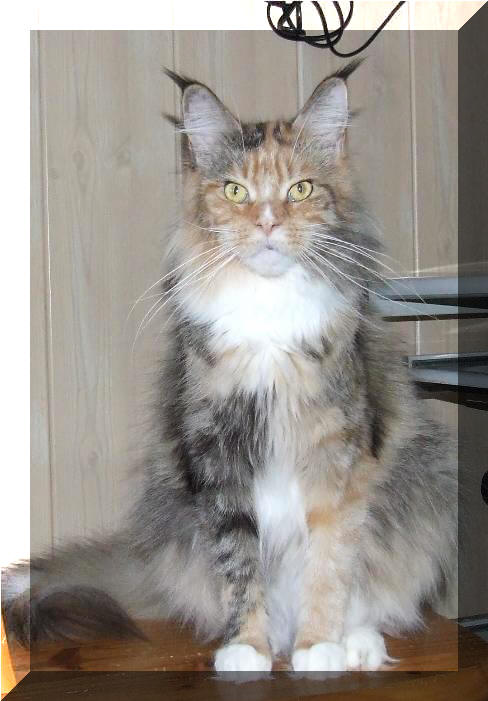 Mainska myvali / Maine Coon kocka Tricky