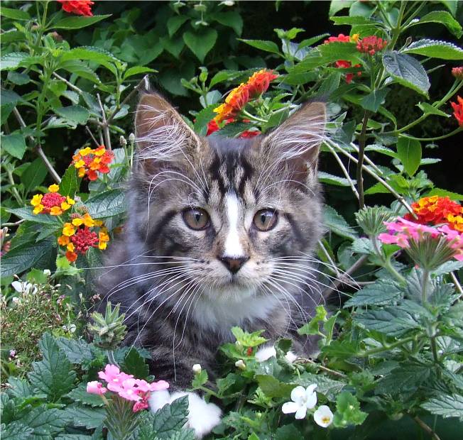 Mainska myvali / Maine Coon - kocourek