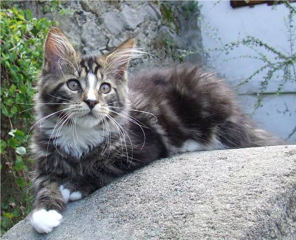 Mainska myvali / Maine Coon - kocourek