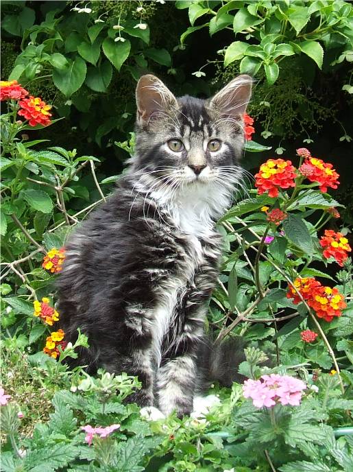 Mainska myvali / Maine Coon - kocourek