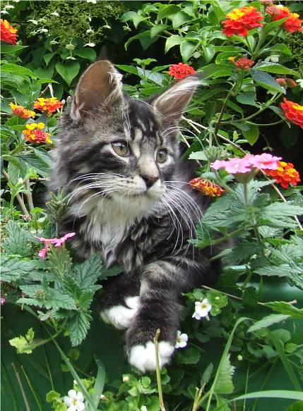 Mainska myvali / Maine Coon - kocourek