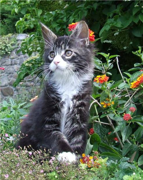 Mainska myvali / Maine Coon - kocourek