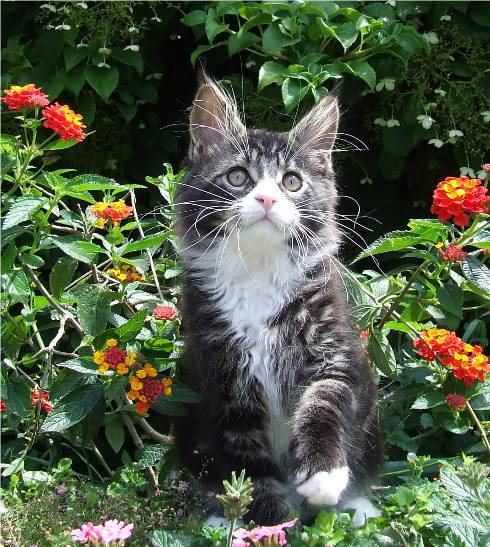 Mainska myvali / Maine Coon - kocourek