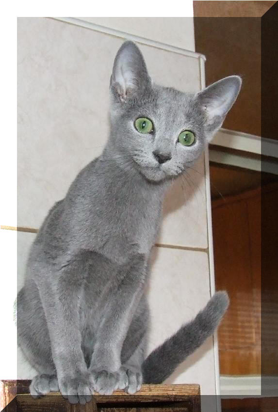 Ruska modra Daliah