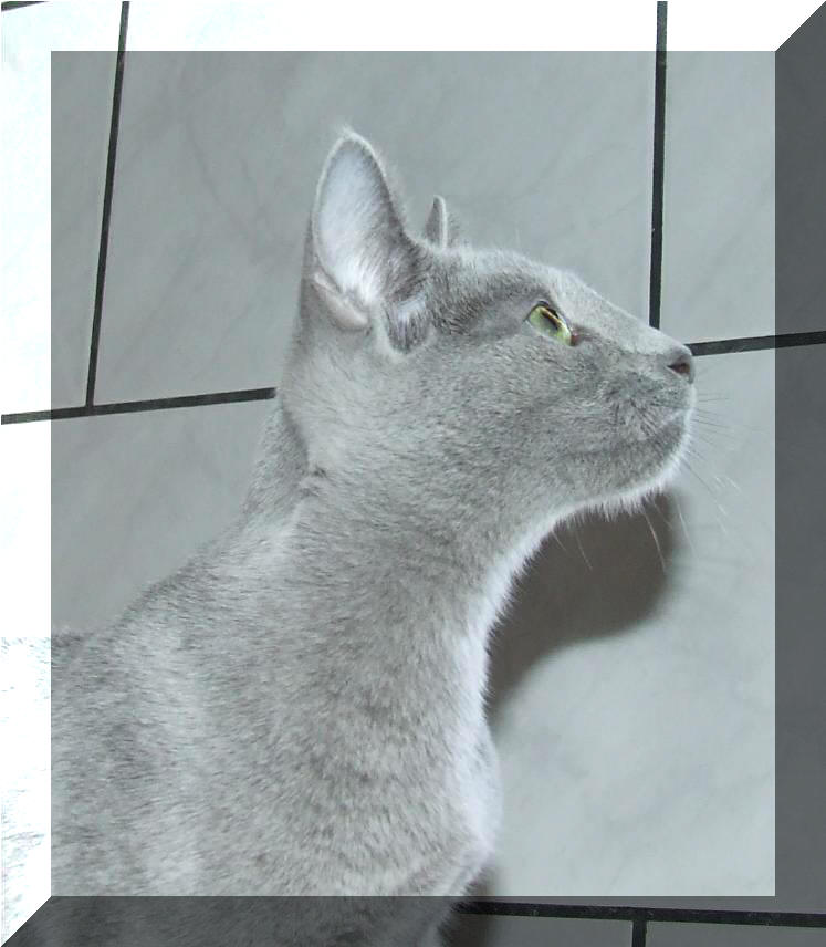 Ruska modra - Rihannin profil