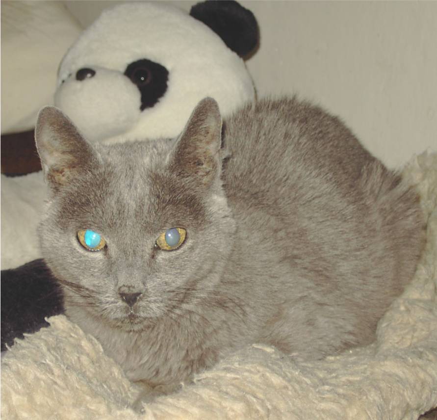 Ruska modra Paloma