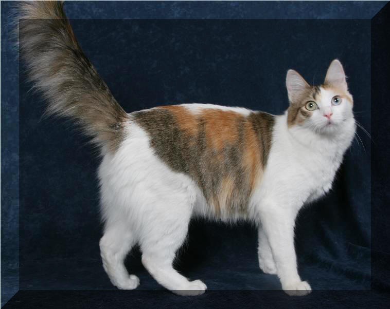 Turecka Angora - Aimee
