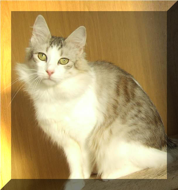 T�rkisch Angora Kater