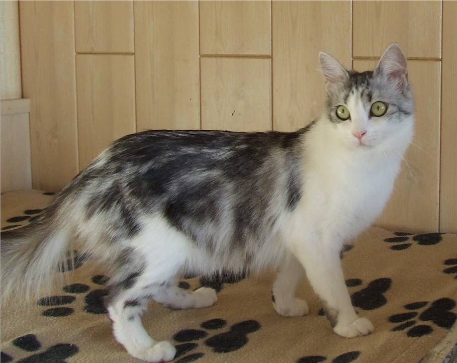 T�rkisch Angora Geny