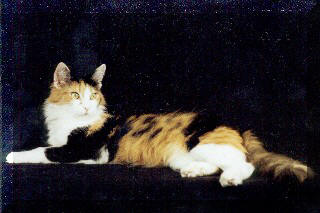 Turecka angora Joyce