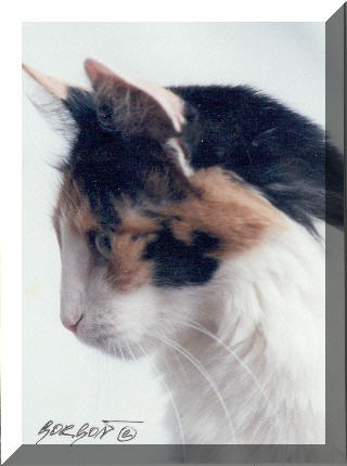 Turecka Angora - chovatelska stanice Rosa Glauca